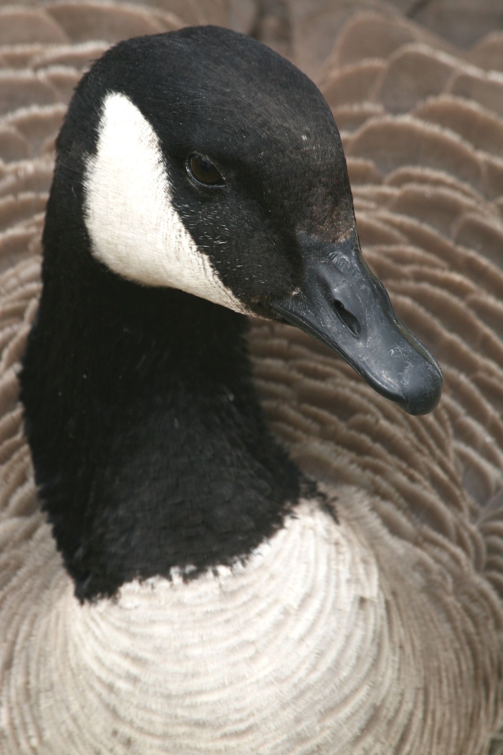 Canada Goose