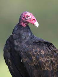 Turkey Vulture