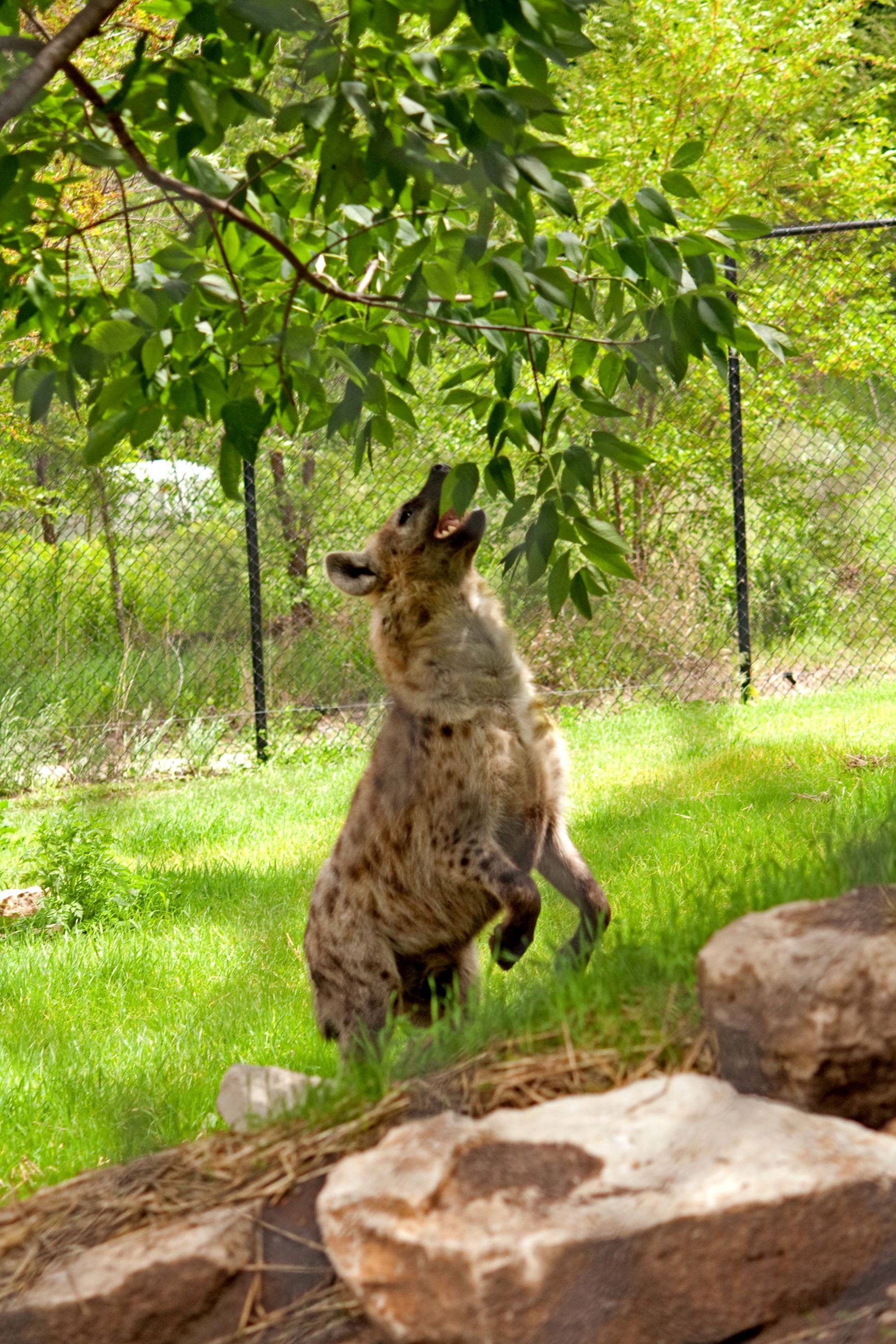 Spotted Hyena Jumping Into the Air