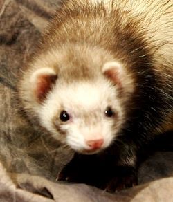 Domestic Ferret
